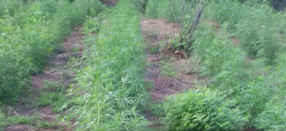 Plantio de maconha é descoberto na zona rural de Monteiro