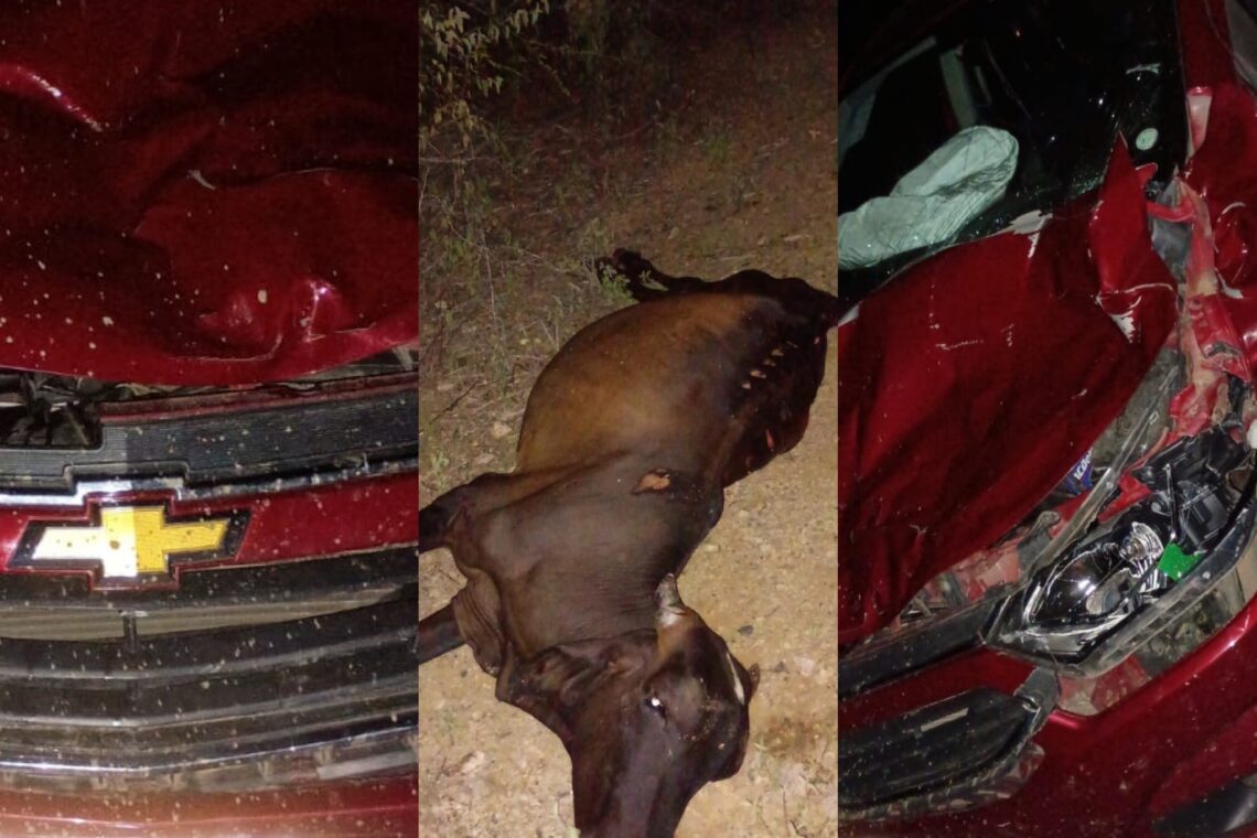 Animal na pista provoca acidente entre Cabaceiras e São Domingos do Cariri