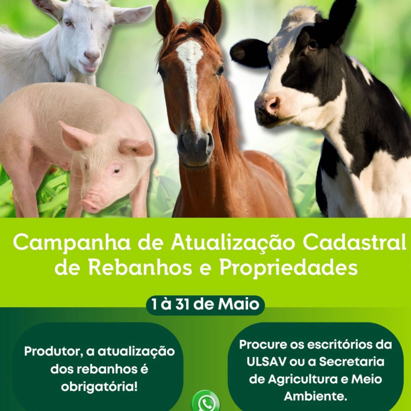 Produtores rurais devem atualizar cadastro de rebanho até 31 de maio em São João do Tigre