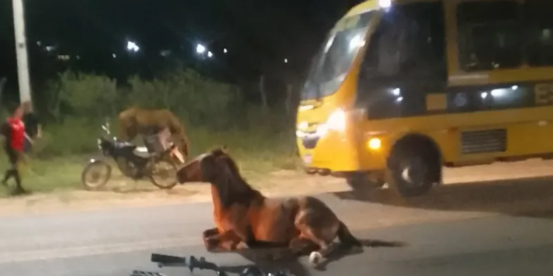 Ônibus escolar colide com cavalo em cidade do Cariri