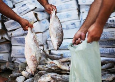 Prefeitura de Caraúbas realiza entrega de peixes do PAA nesta terça-feira (31)